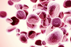 Гемоглобин в крови: норма содержания и причины отклонений