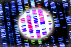 Генетический анализ: читай по… хромосомам