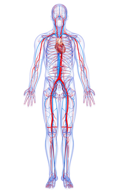 Особенности диагностики состояния сосудов головы, шеи, сердца и нижних конечностей